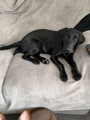 Labrador
