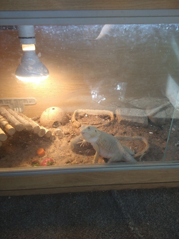 Female bearded dragons