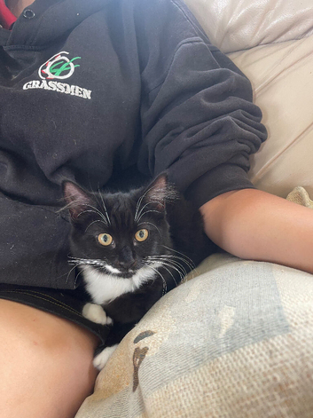 Kittens