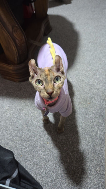 Elf sphynx female