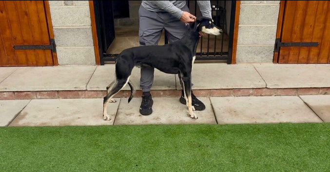 Saluki greyhound