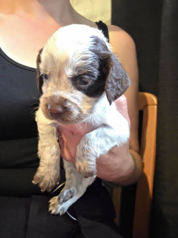 Cocker spaniel pups