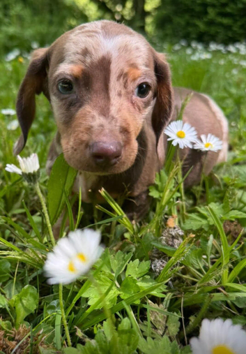 KC MINITURE DACHSHUND