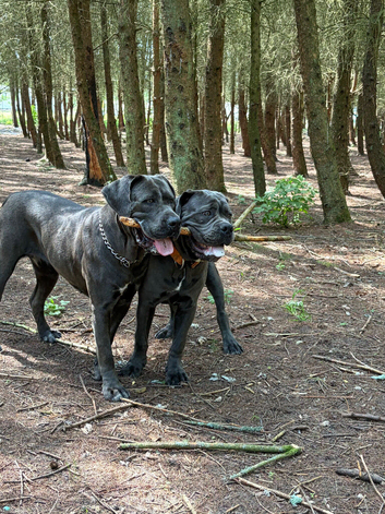 15 months female cane corso for sale &pound;300