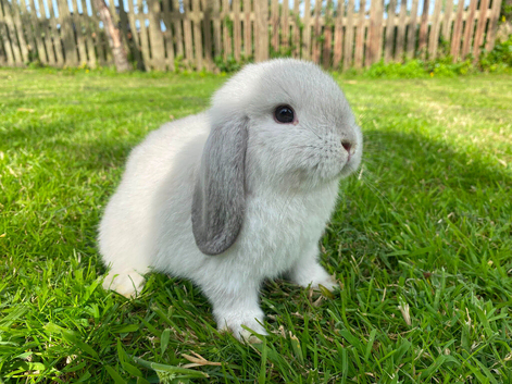 Mini lop boy