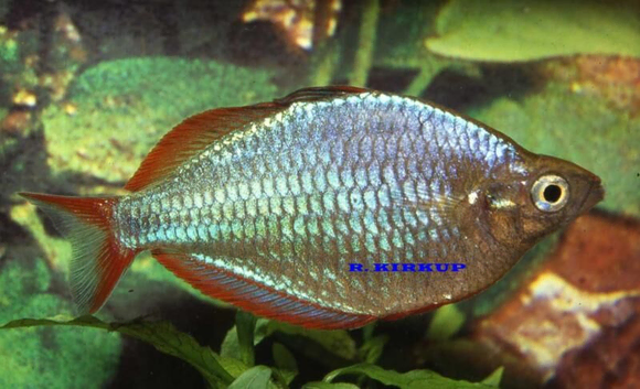 Tropical Community Fish, Strong Healthy & Home Brede From &pound;2