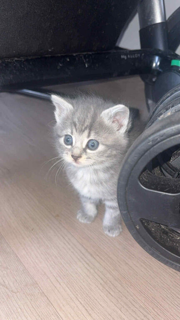 3 British shorthair kittens