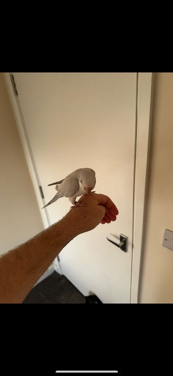 Male Quaker and cage