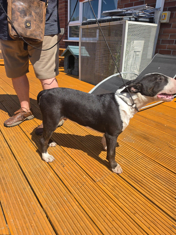 Male Puppy