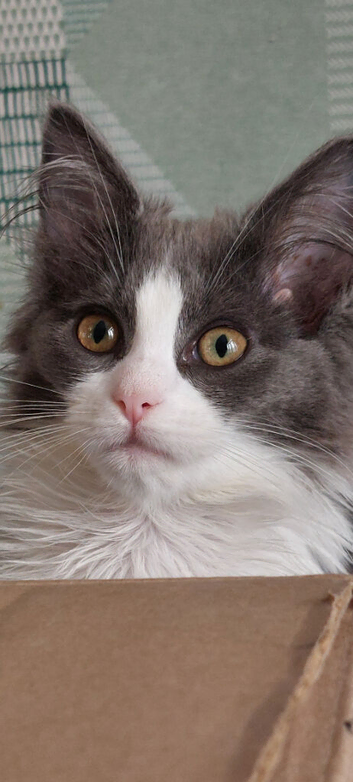 Maine coon ragdoll (Racoon)kittens only two girls left