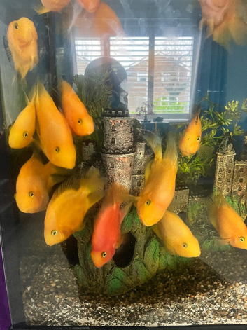Blood parrots / silver dollars xl common plec