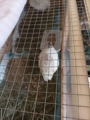 Available Ex Large Quails 2 x Hen Females English White Coturnix Quails 7 weeks old and still growing