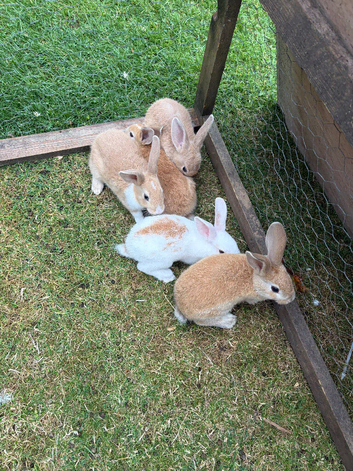 Rabbits for sale