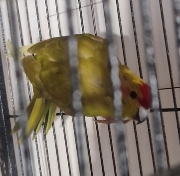 Male Kakiriki