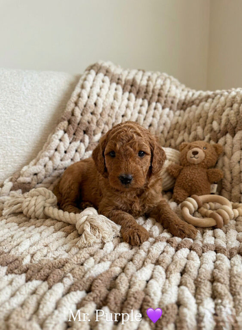 Australian Labradoodle Puppies
