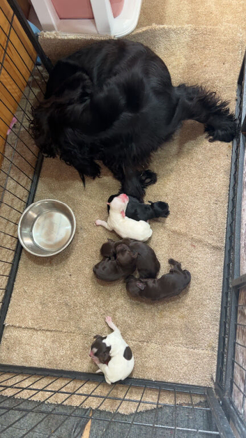 F1 cocker spaniel puppies