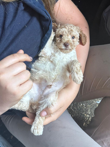 Beautiful toy poodle pup. Parents DNA tested