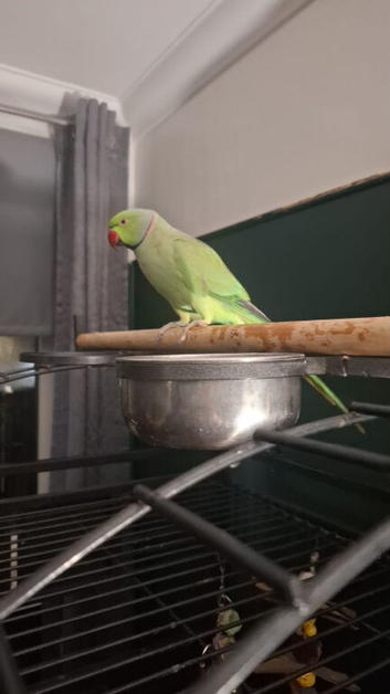 Indian ring neck parrot