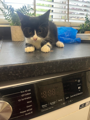3 months old kitten