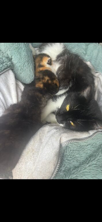 BEAUTIFUL GIRL KITTEN