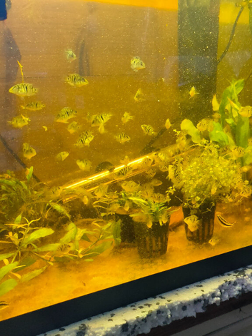 Convict X Firemouth Hybrid Cichlids
