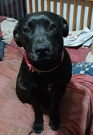 18 month old rottie cross