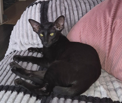 Lovely black oriental