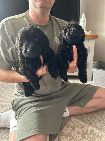 Cockapoo puppies *only 2 black girls left*