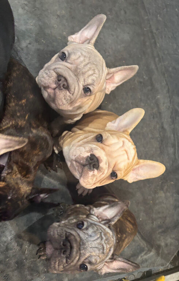 Velvet French bulldogs READY NOW