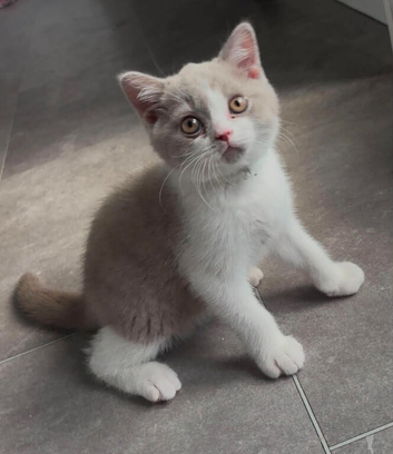 Full Britishshort kittens olny 1 boy  ready now
