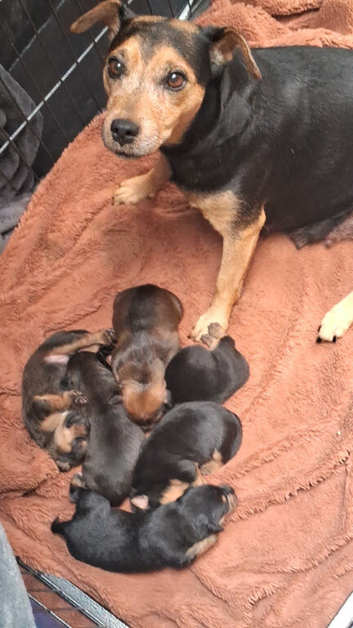 Patterdale pups