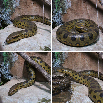 Green Anaconda's