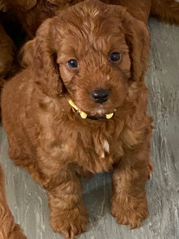 Hereditary Clear Red Cockapoo&rsquo;s