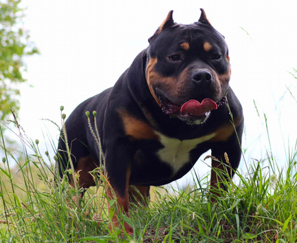 Stud available ABKC registered