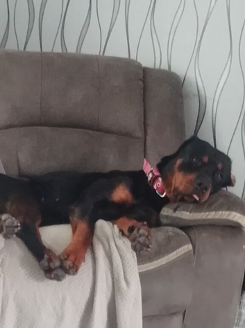 Rottweiler bitch