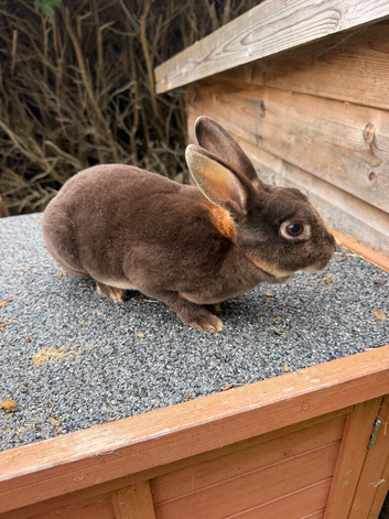 Velvet Rex, rabbit