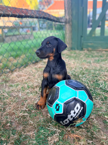 Health tested, home reared stunning Doberman puppies.