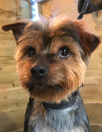 rehome yorkies