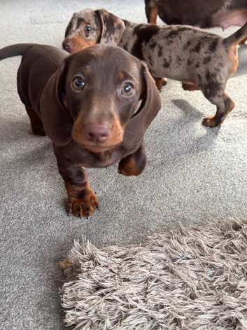 Three Dachshund Puppies