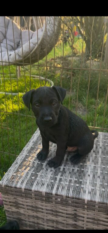 Patterdale x Lakeland puppy&rsquo;s