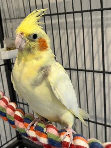 Lovely male cockatiel.