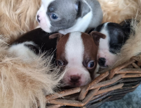 Stunning kc lilac Boston Terrier Puppy