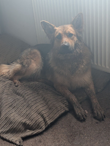 8 German shepherd puppies for sale