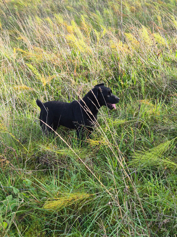 2yo Patterdale working bitch
