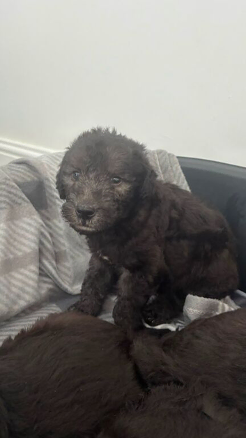 Blue bedlington terrier puppies 1 GIRL 3BOYS AVAILABLE