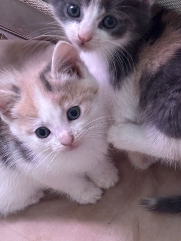 Beautiful calico fawn kittens boy and girl available