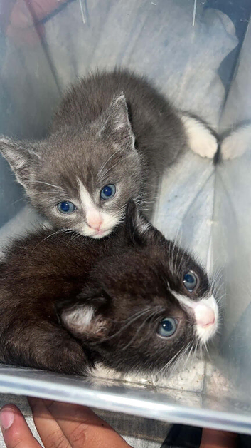 Kittens