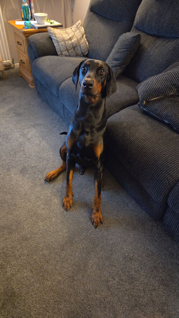 3 year old stud