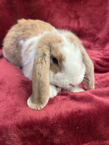 Friendly Boy Bunny
