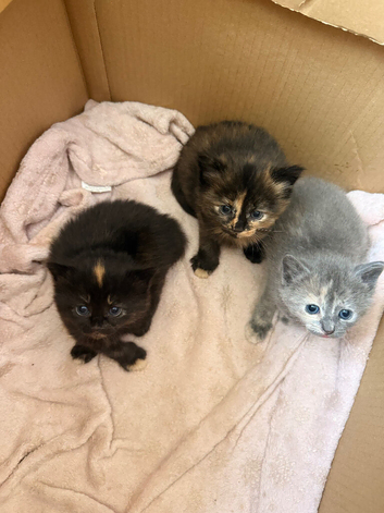 Beautiful kittens mixed breed